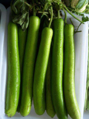 Hybrid F1 High Quality Long Bottle Gourd Seeds for Growing-Long Gourd No. 8