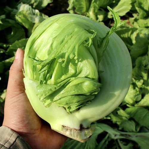 High Quality mustard seeds brassica juncea coss Seeds For Growing