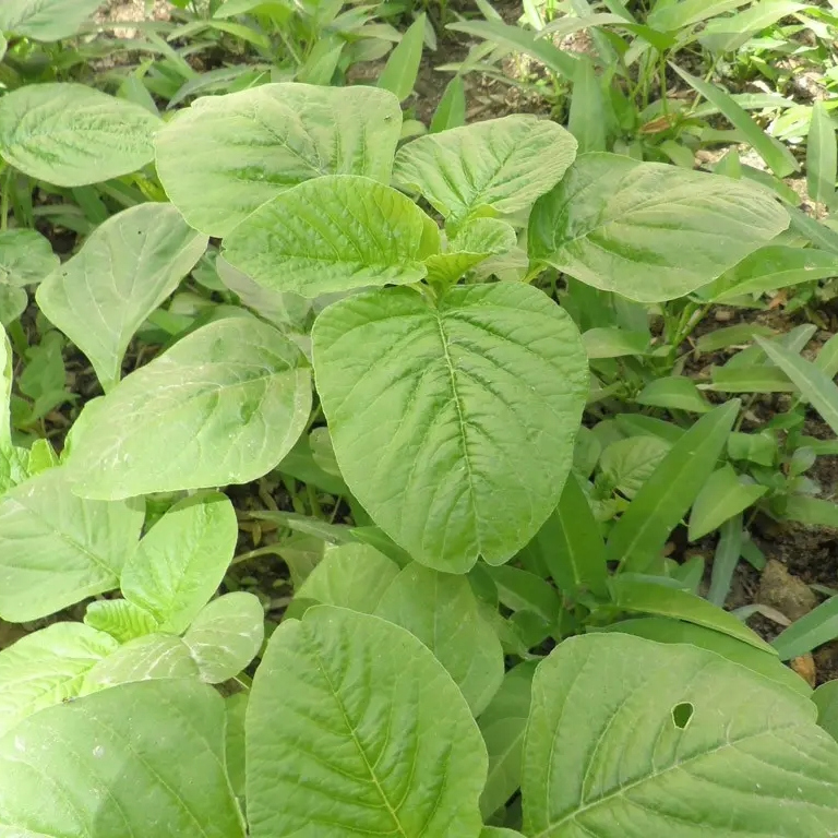 High Quality Green Amaranthus Seeds For Growing-Green Amaranthus No.5