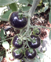 Fairy Valley Bred High Yield Hybrid F1 Sweet Tomato Seeds Black Indeterminate Cherry Tomato Seeds For Planting-Purple Bright No.5