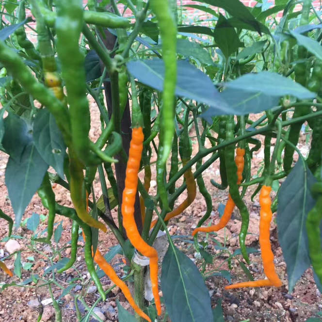 Fairy Valley Bred Hot Sale High Yield Hybrid F1 Yellow Hot Peppers Chili Pepper Seeds for Growing-Gold