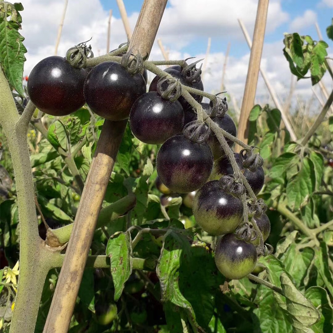 Fairy Valley Bred High Yield Hybrid F1 Sweet Tomato Seeds Black Indeterminate Cherry Tomato Seeds For Planting-Purple Bright No.5