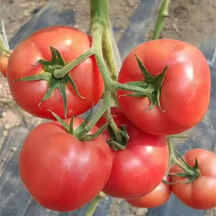 Fairy Valley Supply High Quality Hybrid F1 Indeterminate Pink Tomato Seeds For Growing-Pink King No.9