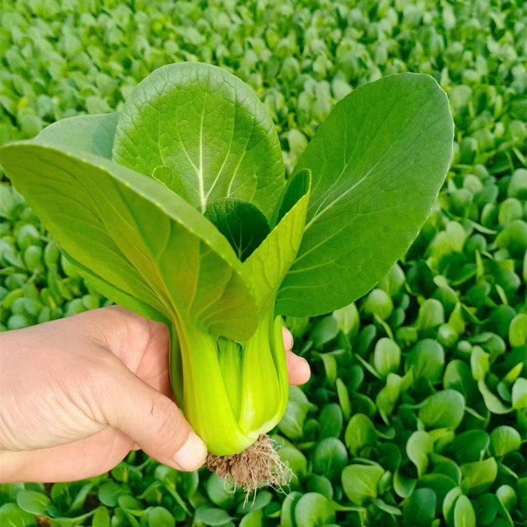 Hybrid F1 Bok Choy Seeds-Shanghai Green