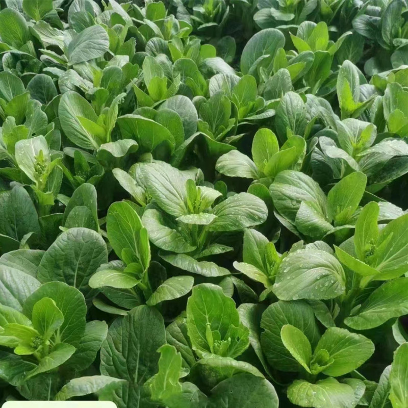 Fairy Valley Bred High Quality Hybrid F1 Choi Sum Seeds For Sale-NCT06