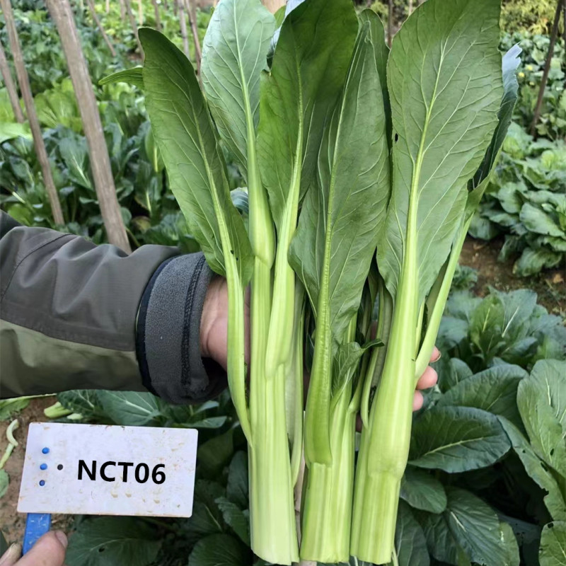 Fairy Valley Bred High Quality Hybrid F1 Choi Sum Seeds For Sale-NCT06