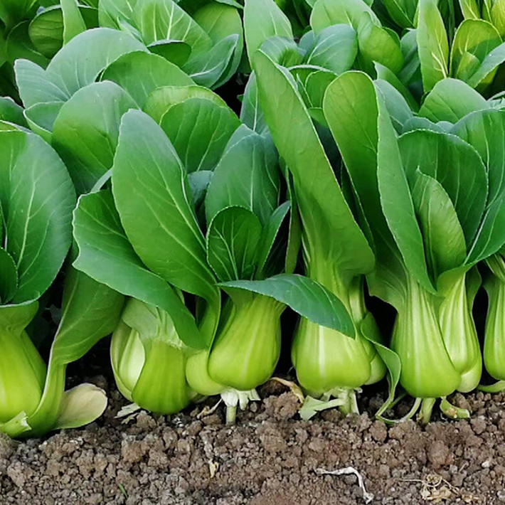 Hybrid F1 Bok Choy Seeds-Shanghai Green