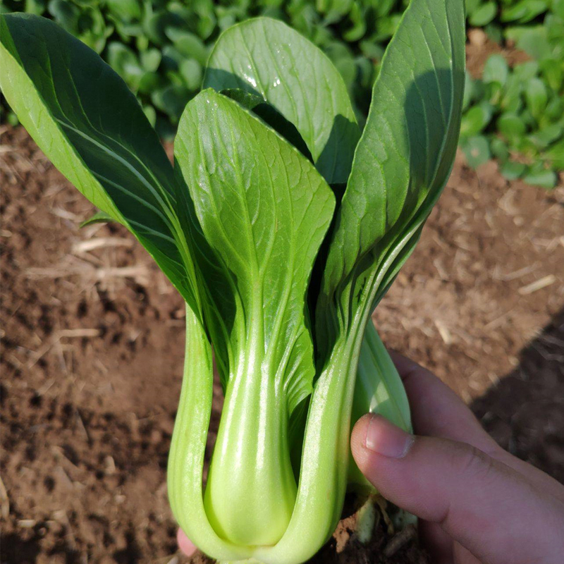 Hybrid F1 Bok Choy Seeds-Shanghai Green