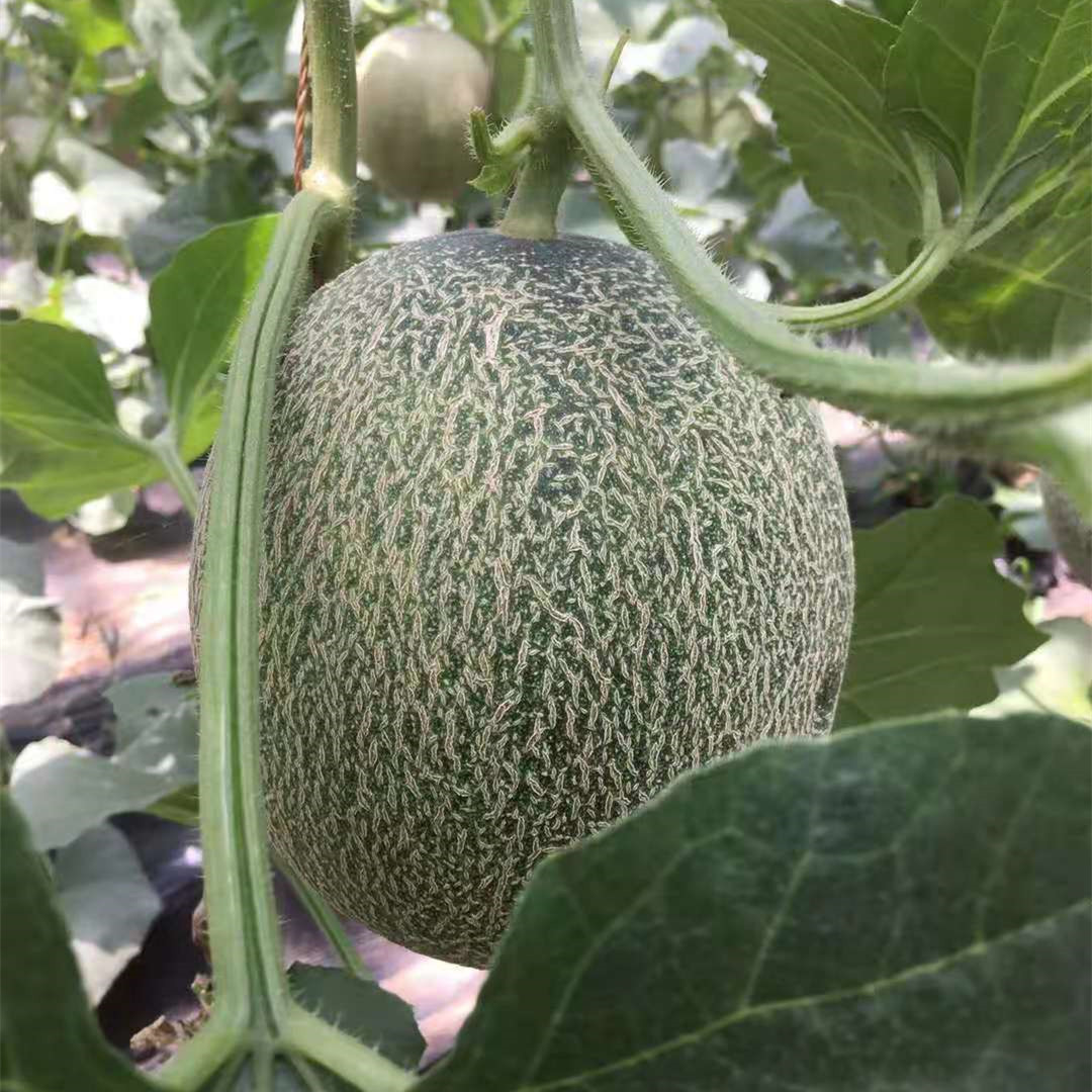 Fairy Valley New Breeding Hybrid F1 Green Peel Round Sweet Melon Seeds for Growing-Green Ruby No. 8