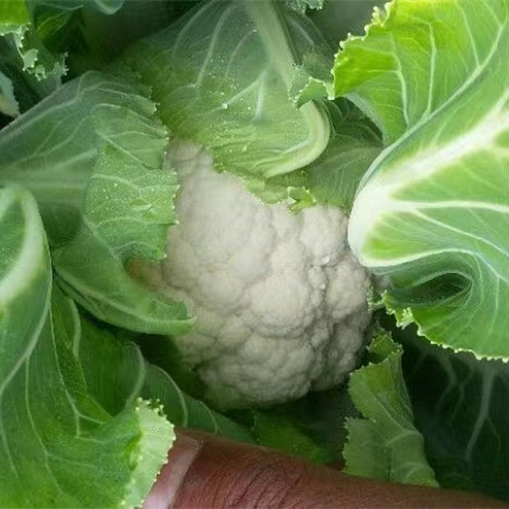 Fairy Valley New Breed High Quality Hybrid F1 White Cauliflower Seeds for Planting-Summer 65