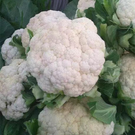 Fairy Valley New Breed High Quality Hybrid F1 White Cauliflower Seeds for Planting-Summer 55
