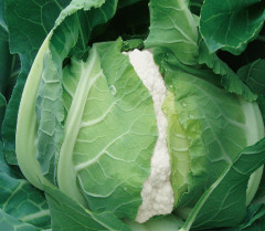 Fairy Valley New Breed High Quality Hybrid F1 White Cauliflower Seeds for Planting-Summer 65