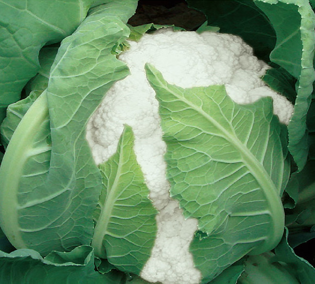Fairy Valley New Breed High Quality Hybrid F1 White Cauliflower Seeds for Planting-Summer 50