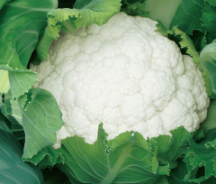 Fairy Valley New Breed High Quality Hybrid F1 White Cauliflower Seeds for Planting-Summer 55