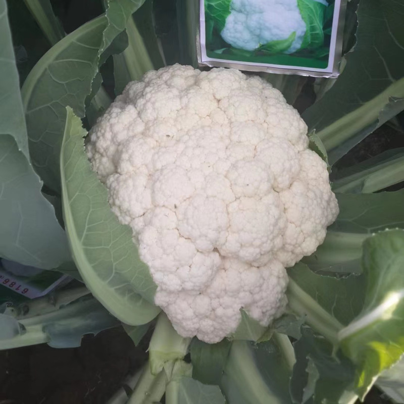 Fairy Valley New Breed High Quality Hybrid F1 White Cauliflower Seeds for Planting-Summer 50