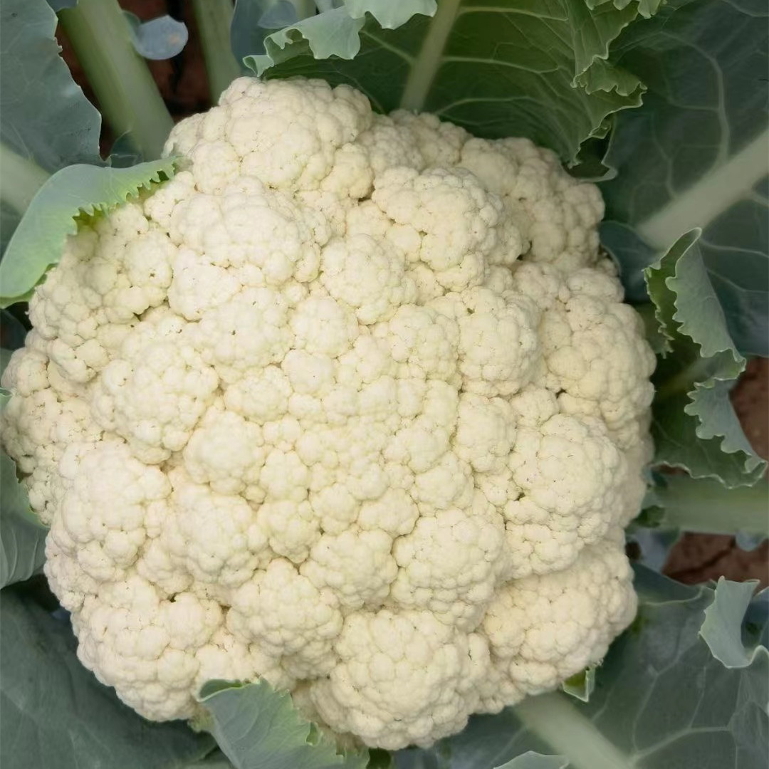 Fairy Valley New Breed High Quality Hybrid F1 White Cauliflower Seeds for Planting-Summer 55