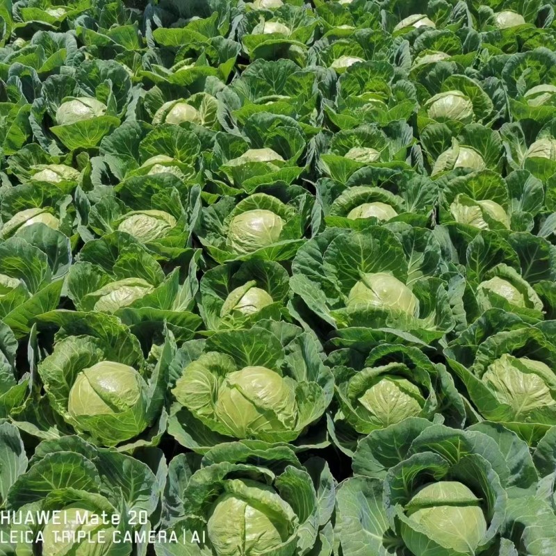 High Quality Chinese Vegetable Hybrid F1 Round Shape Green Cabbage Seeds Kale Seeds for Planting-Spring Green Ball