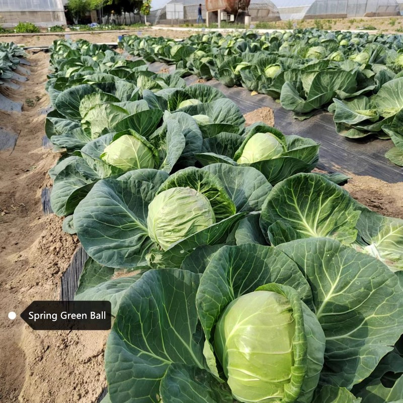 High Quality Chinese Vegetable Hybrid F1 Round Shape Green Cabbage Seeds Kale Seeds for Planting-Spring Green Ball