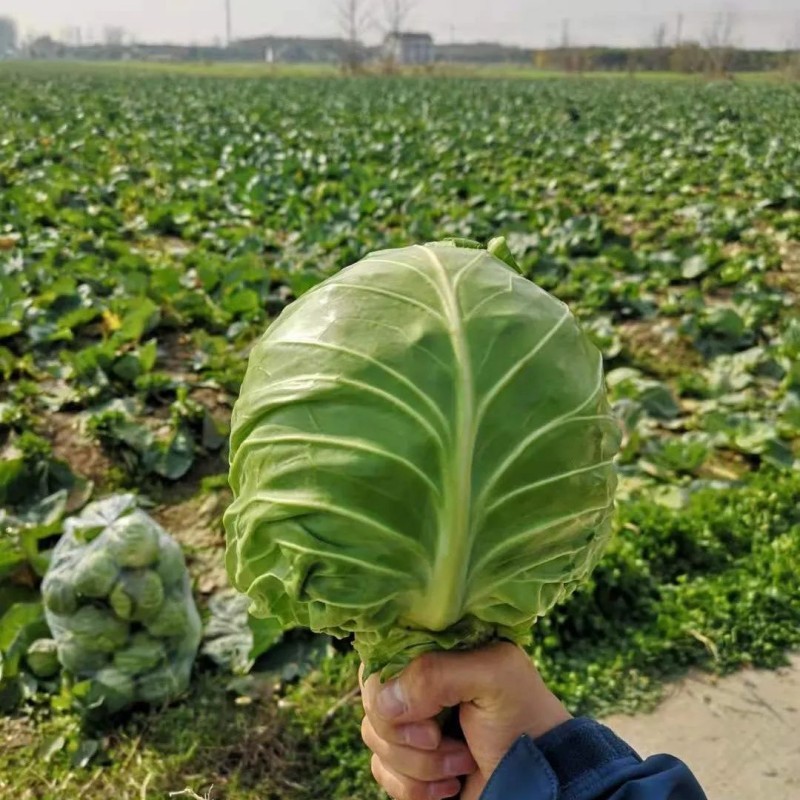 High Quality Chinese Vegetable Hybrid F1 Round Shape Green Cabbage Seeds Kale Seeds for Planting-Autumn Green Ball