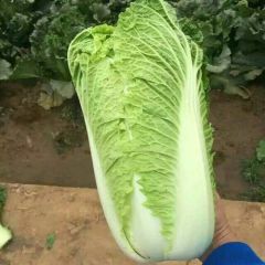 Hybrid F1 Chinese cabbage Seeds-Autumn No.4