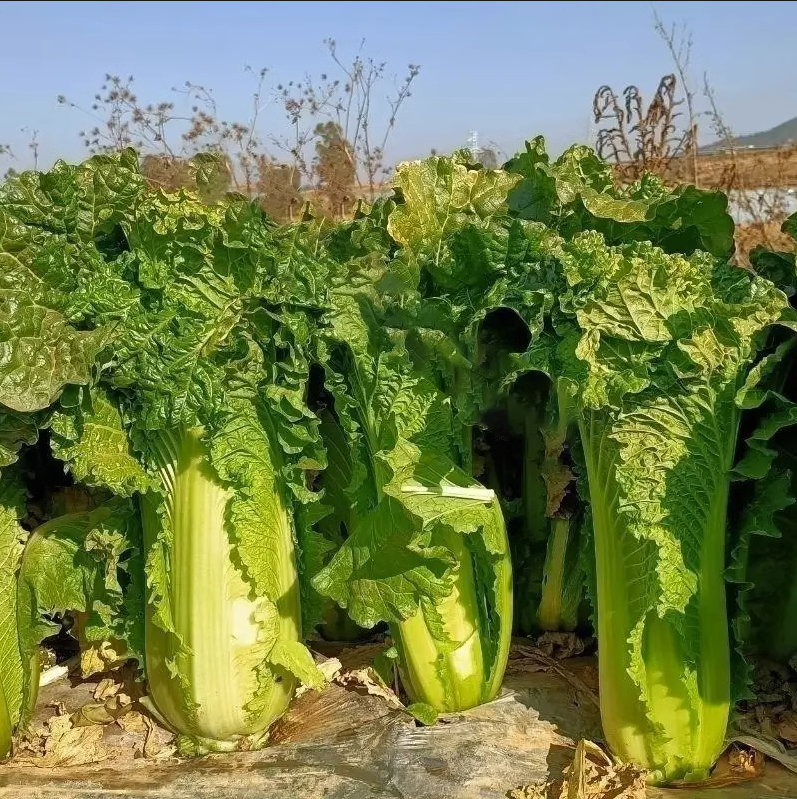 Hybrid F1 Chinese cabbage Seeds-SJ70