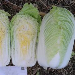 Hybrid F1 Chinese cabbage Seeds-Autumn No.5