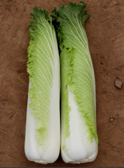 Hybrid F1 Chinese cabbage Seeds-SJ70