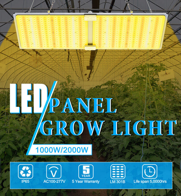 How to Choose Best LED Grow Lights for Indoor Plants?