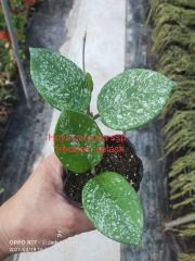 Hoya carnosa ssp. "freckles" splash