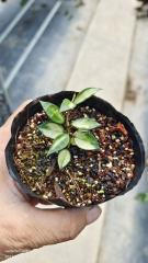 Hoya lacunosa variegata