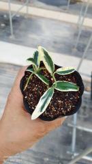 Hoya lyi "prism" (jad010)