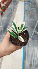 Hoya lyi "prism" (jad010)