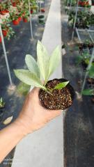 hoya nicholsoniae new guinea ghost