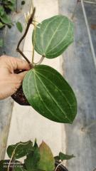 Hoya latifolia ssp. purple