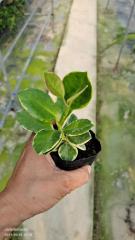 Hoya australis albomarginata