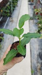 Hoya imperialis ssp. palawan