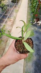 Hoya lyi narrow leaf