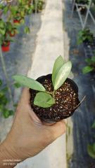 hoya silver lady dy