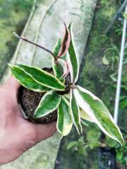 Hoya carnosa ssp. krinkle 8 albomarginata