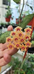 Hoya flagellata ssp. gold