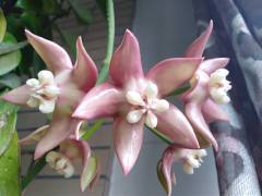 Hoya imperialis ssp. palawan