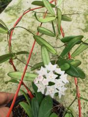 Hoya lyi narrow leaf