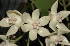 Hoya imperialis ssp. white