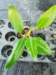 Hoya imperialis ssp. white