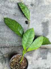 Hoya callistophylla ssp. UT158