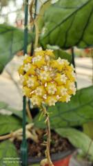 Hoya callistophylla ssp. UT158