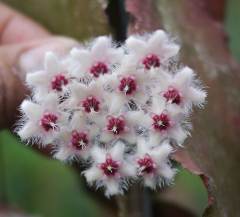 Hoya caudata ssp. big green leaf