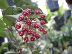 Hoya cv. rosita