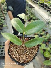 Hoya patella ssp.pink