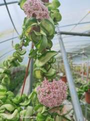 Hoya compacta variegata "mauna loa"
